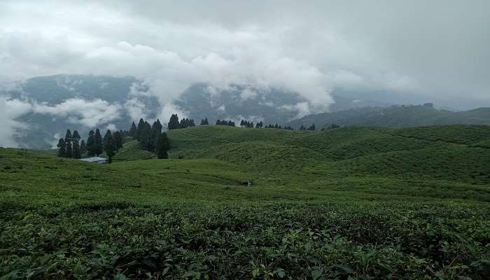 Ilam Tea Gardens near Pashupati Nagar in Nepal. 