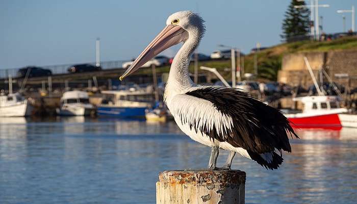 Pelikan bird watching at Harbour