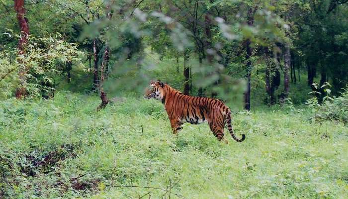 <div></div> <a href="https://commons.wikimedia.org/wiki/File:Indian_Tiger_at_Bhadra_wildlife_sanctuary.jpg" rel="nofollow" target="_blank" class="imagesource-link">Image Credit:Dineshkannambadi for Wikimedia Commons </a> 