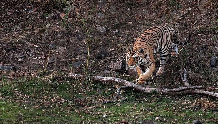 Discover Jim Corbett National Park, a premier wildlife reserve