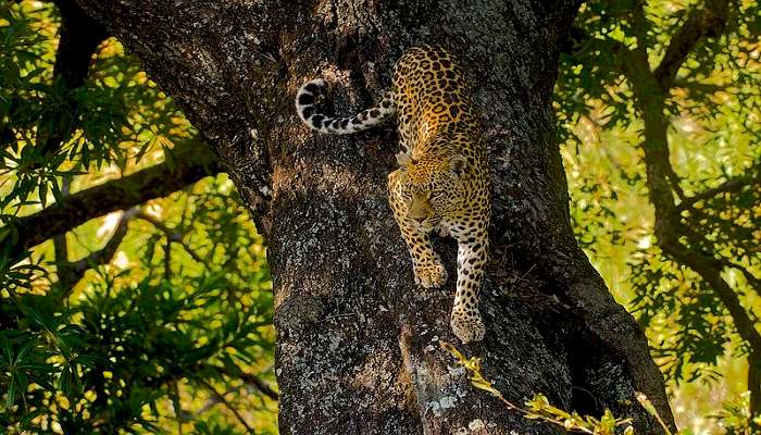 Leopard at Sardar Patel Zoological Park 