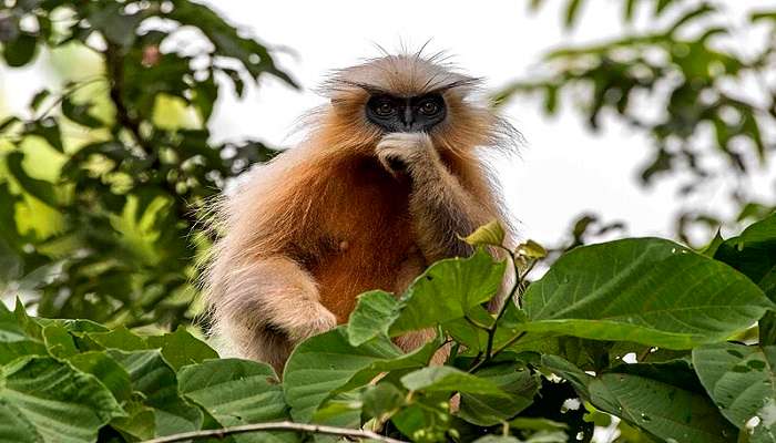 Golden Langur at Kakoijana Wildlife Sanctuary 