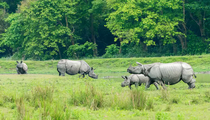 See animals at the Kaziranga National Park near the Brahmaputra River