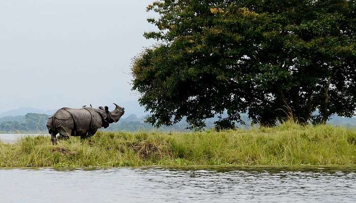 See rhinos at Kaziranga National Park, located near Bogamati.