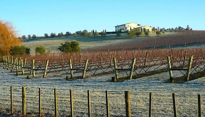 An image of Tatura plantation.