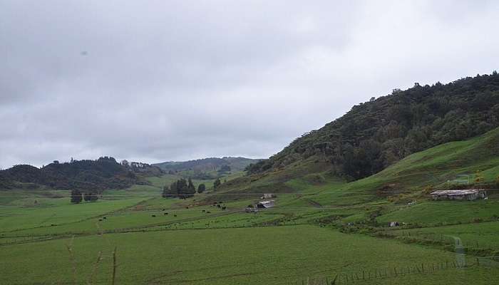 A view of the countryside as we travelled through the North Island of New Zealand from Rotorua to Auckland near the Waitomo Glowworm Caves.