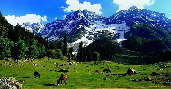 Khilanmarg Is A Beautiful Destination To Witness In Kashmir In 2024