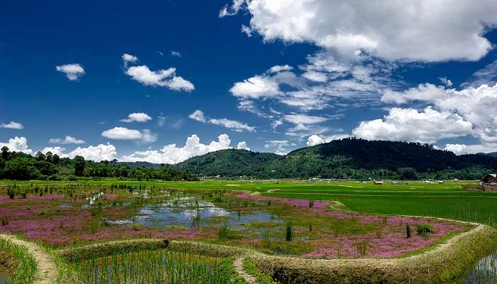  Panoramic view of Kile Pakho in Ziro Valley.