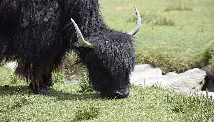 Visit the Yak at the National Research Centre on Yak