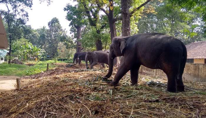 Majestic elephant at Kodanad Elephant Training Centre 