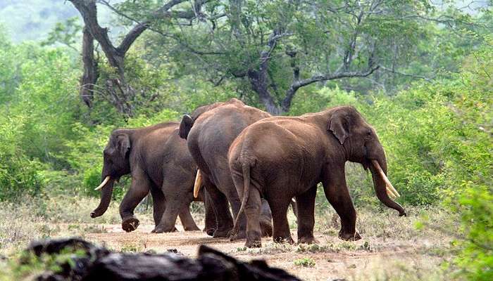 Elephants in the wild in Kerala