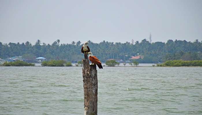 The Kumarakom Bird Sanctuary is one of the most popular tourist attractions in Kerala