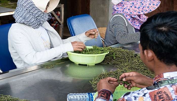 Visitors enjoying a pepper tour at La Plantation