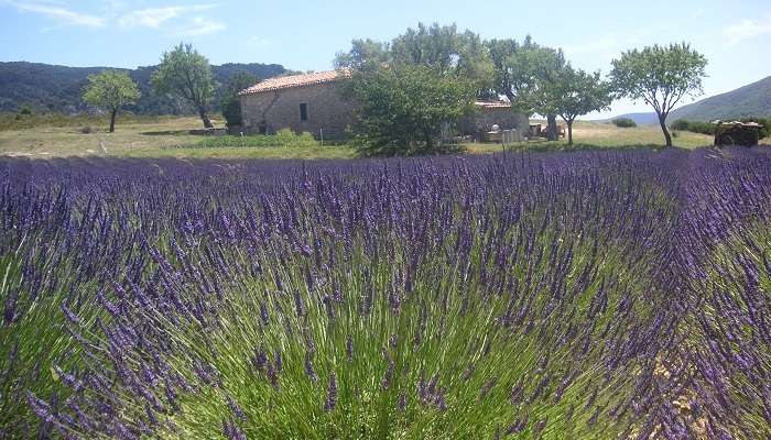 Champ de Lavande en Provence,