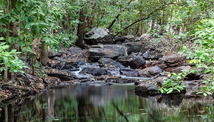 Explore the natural forest at Litchfield National Park