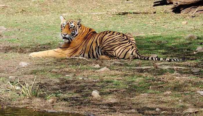 A tiger resting nearby Jogi Mahal