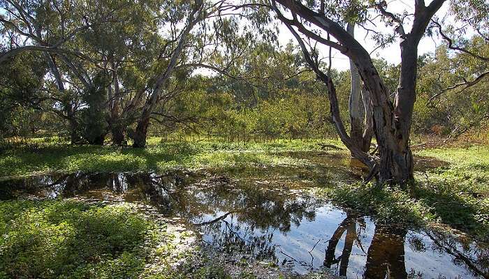 Macquarie Marshes healthy July