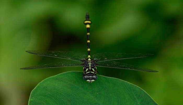  Makandawa Forest Reserve is one of the most-visited places by wildlife enthusiasts