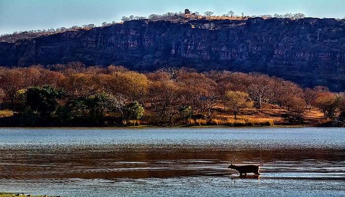 A serene Malik Talao in Ranthambore to explore near the Jogi Mahal.