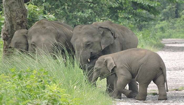 See elephants at the Manas National Park.