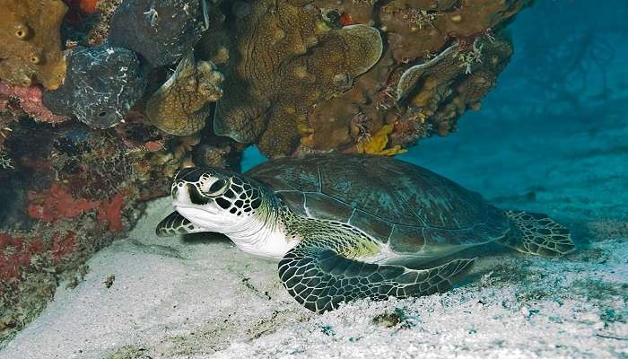 Turtle Conservation Park, Mon Repos, Queensland