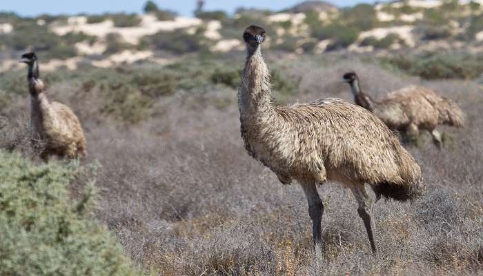 Emus standing in the Mungo National Park near Mildura.