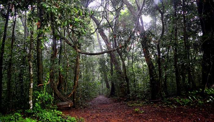 Trichur Forest will take you by surprise because of its majestic structure. 