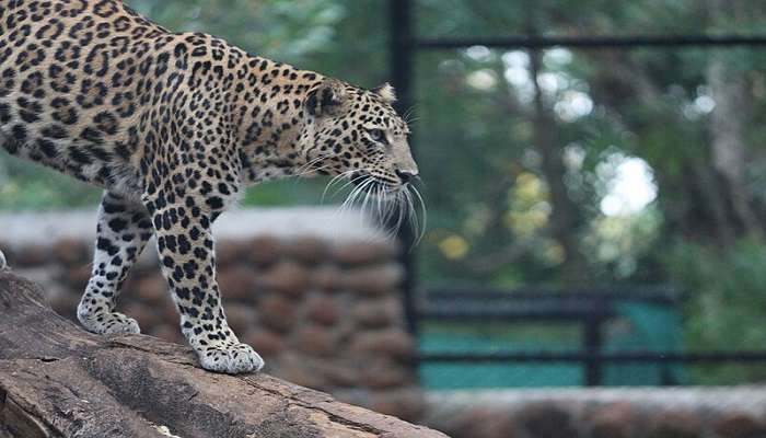 Kids love to visit Mysore zoo 