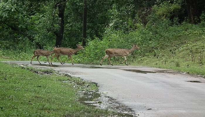 Deer crossing at Nagarhole National Park near Brahmagiri Hills 