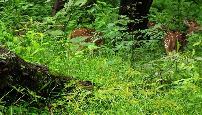 spot deer walking in the forest at Nagarhole National Park 