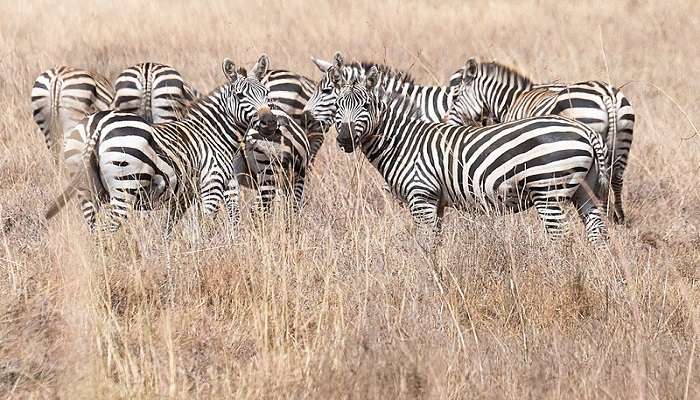 Nairobi National Park is home to several species of flora and fauna