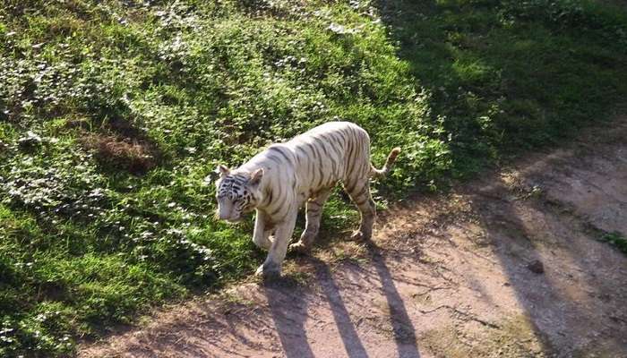 Experience the striking Nandankanan Zoological Park