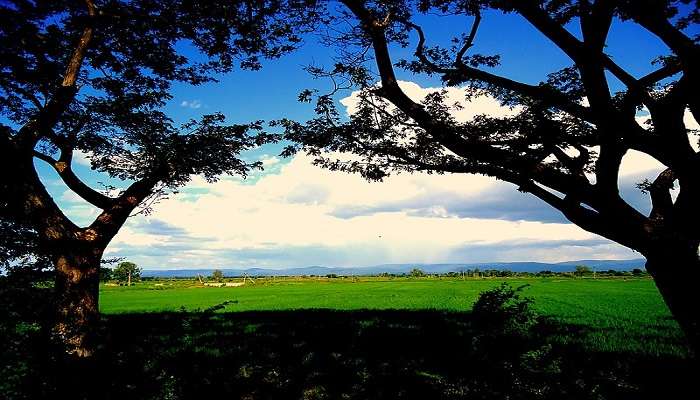 The scenic view of paddy fields in Nandyal on a cloudy day.