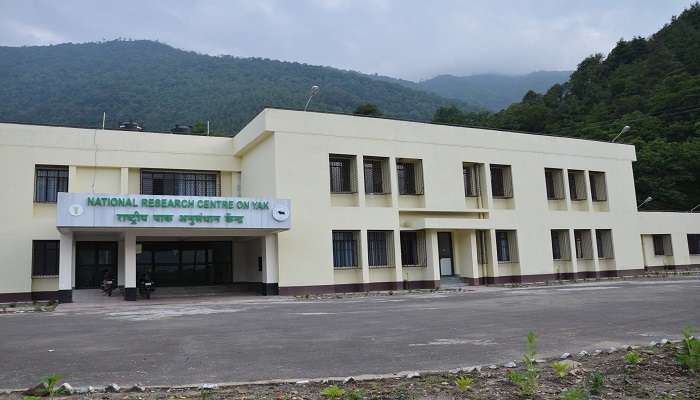 Know more about Yak husbandry at the National Research Centre on Yak, one of the popular tourist destinations.