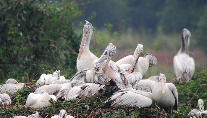 Nelapattu Bird Sanctuary is the best place to spot a wide range of birds.