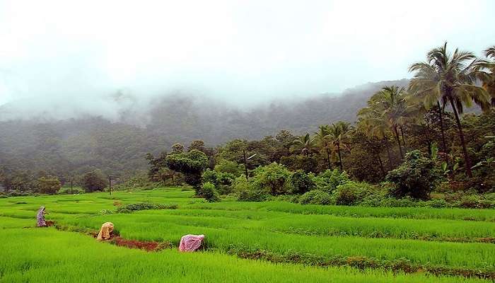 The Savari Waterfall which is situated within the Netravali Wildlife sanctuary