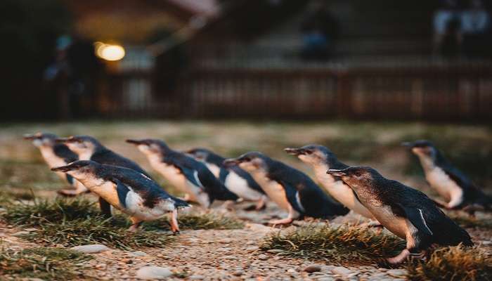 Small blue penguins coming ashore is the best things to do in Omaru