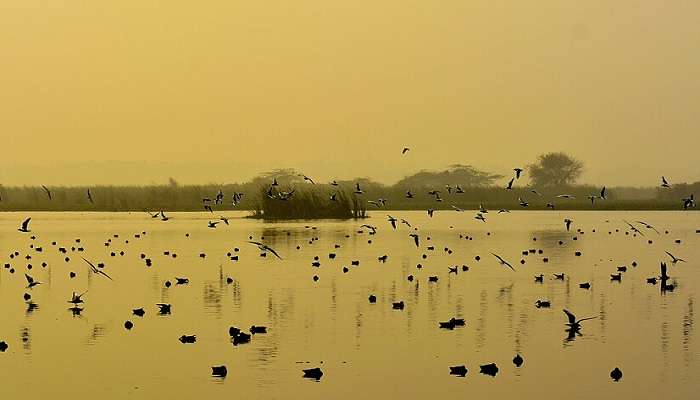 Explore Okhla Bird Sanctuary, a prime bird-watching site