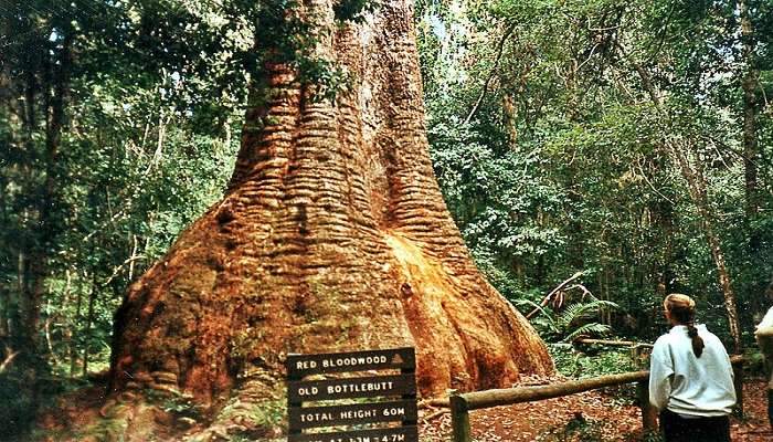  Admire this nature’s creation in Wauchope - Old Bottlebutt. 