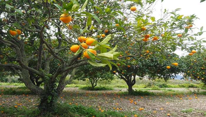 Orange Orchards at Mirik, West Bengal