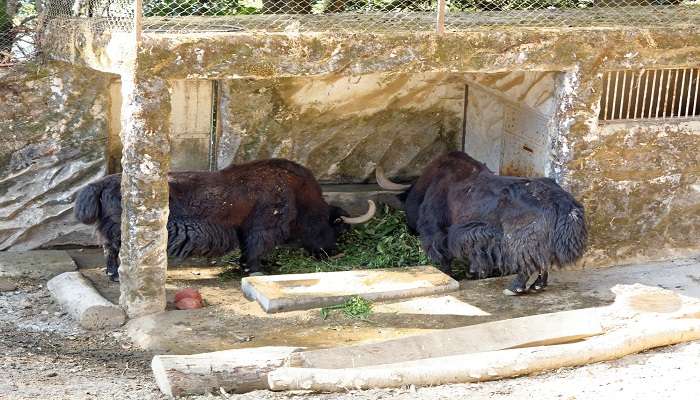 Read Panda at Padmaja Naidu Himalayan Zoological Park in Darjeeling.