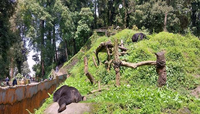 The Padmaja Naidu Himalayan Zoological Park