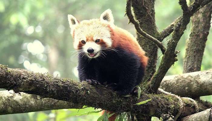 A Rare sighting of Red Panda At Padmaja Naidu National Park near the GopalDhara Tea Estate.