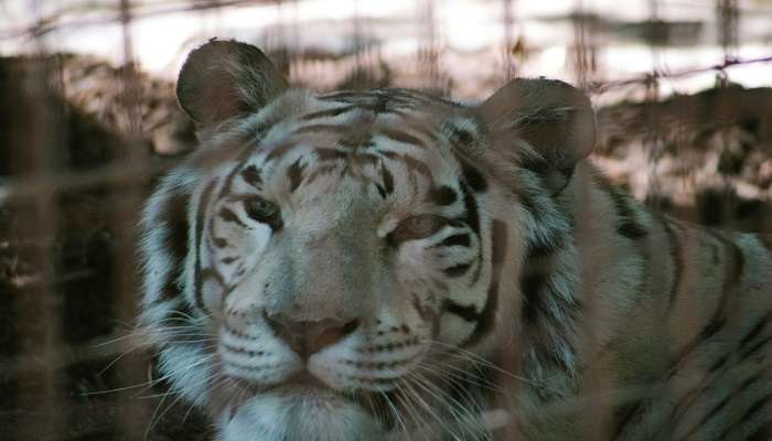 See Royal Bengal Tiger at the Pakhui Wildlife Sanctuary