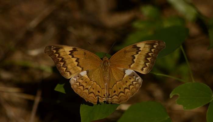  See butterflies at the Pakke Tiger Reserve