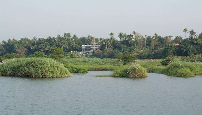 Traditional Chinese fishing nets line the banks of the Periyar river near Angamaly