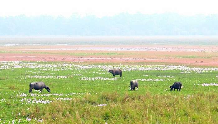 See rhinos at the Pobitora Wildlife Sanctuary, one of the top places to visit near Kamakhya Temple.