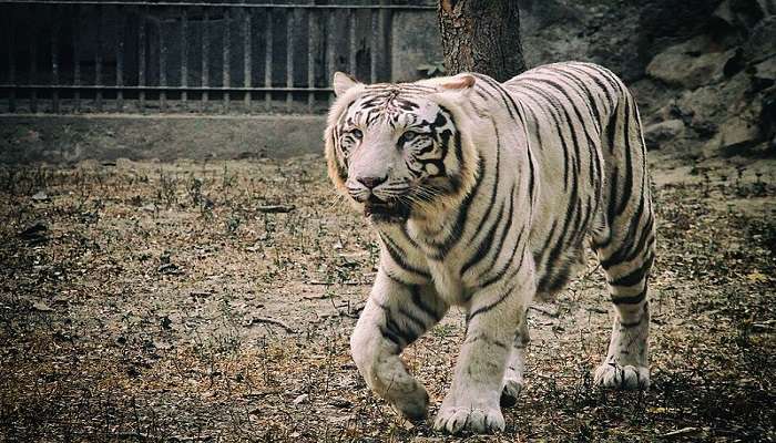 A captivating picture of a huge white tiger at Madhav National Park