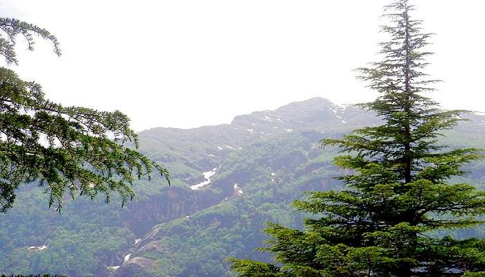 Deodar trees near Rahala Waterfalls near Museum of Himachal Culture & Folk Art.