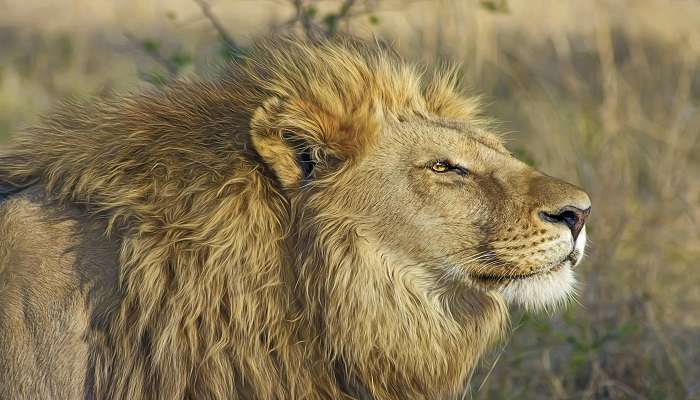 A lion minding its own business at the Rajgir Zoo Safari